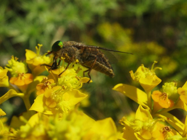 Tabanidae.